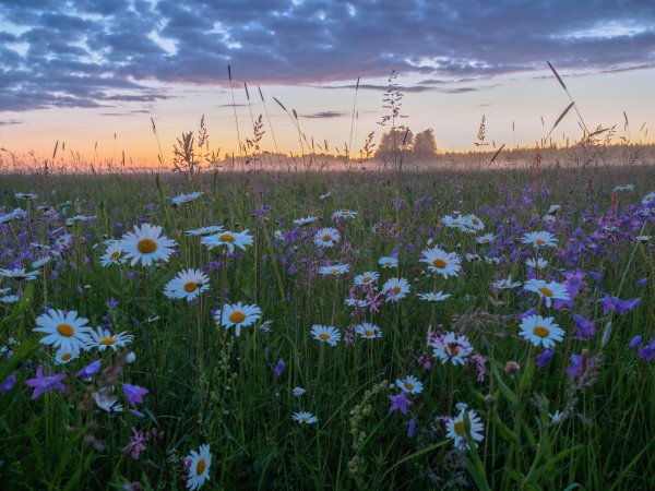 Green Meadow Цветущий мавританский газон