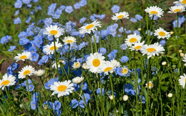 Поляна цветов