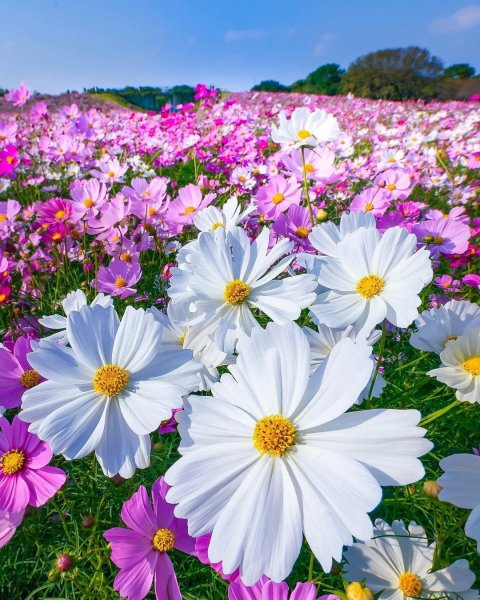 Однолетники космея