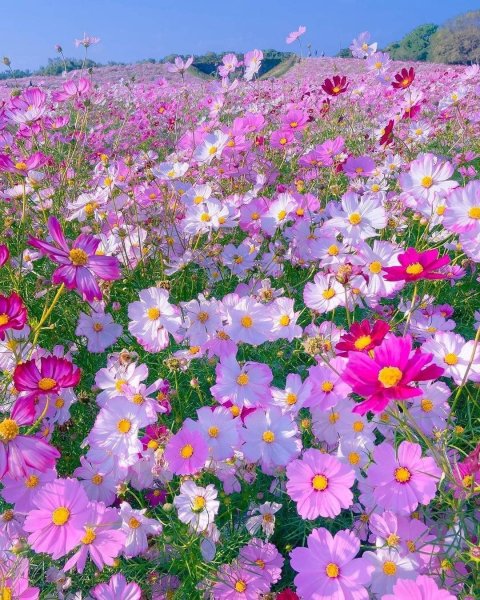 Поле с полевыми цветами