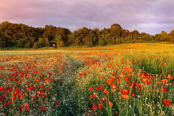 Поле ромашек и Васильков