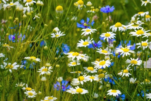 Полевые цветы