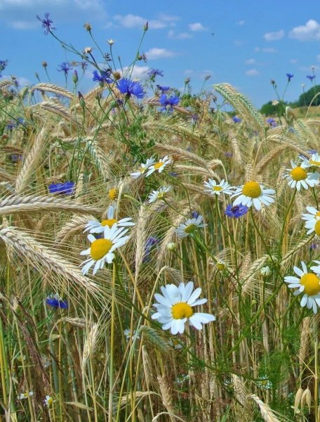 Лето цветы космея