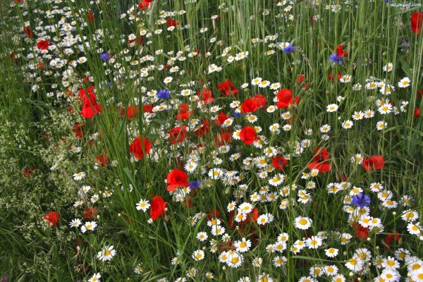 Луговые цветы