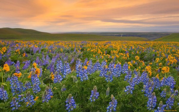 Мак полевой Василек