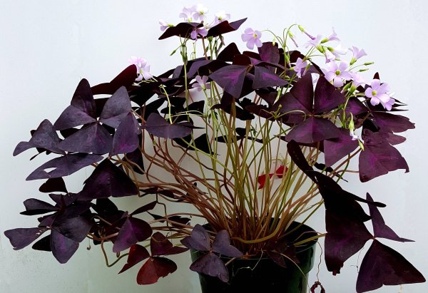 Оксалис triangularis