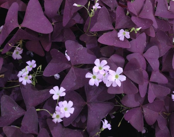 Кислица треугольная (Oxalis triangularis)