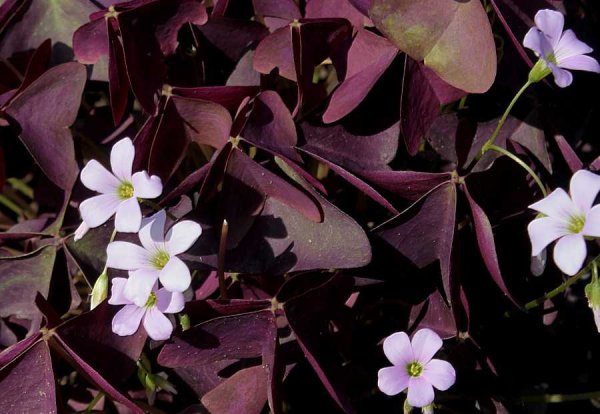 Кислица треугольная (Oxalis triangularis)