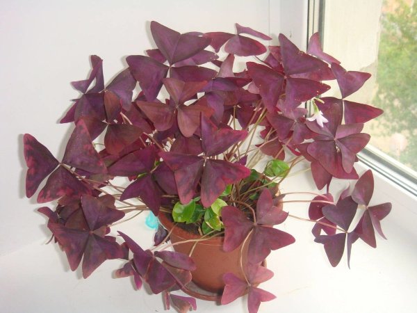 Оксалис Mahogany