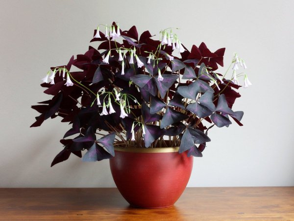 Кислица треугольная (Oxalis triangularis)