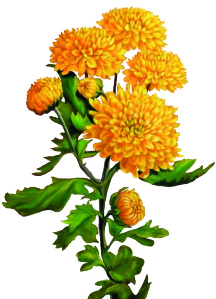 Календула Хризанта