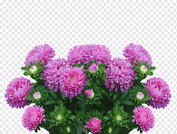 Астра Фламир смесь