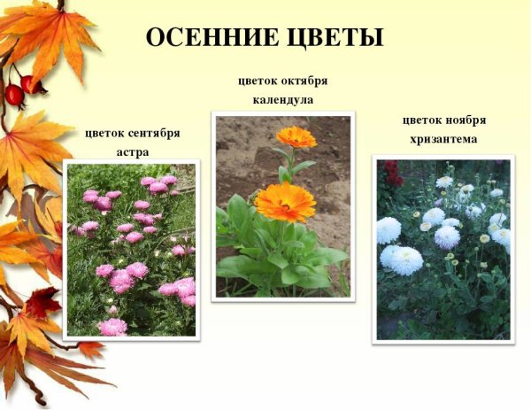 Осенние цветы названия для дошкольников