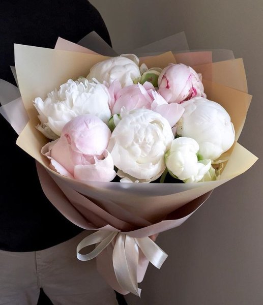 Роза маршмеллоу