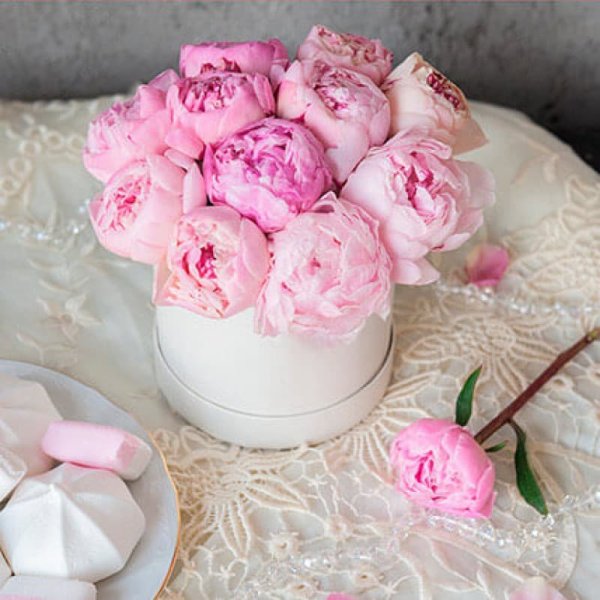 Гортензия зефир