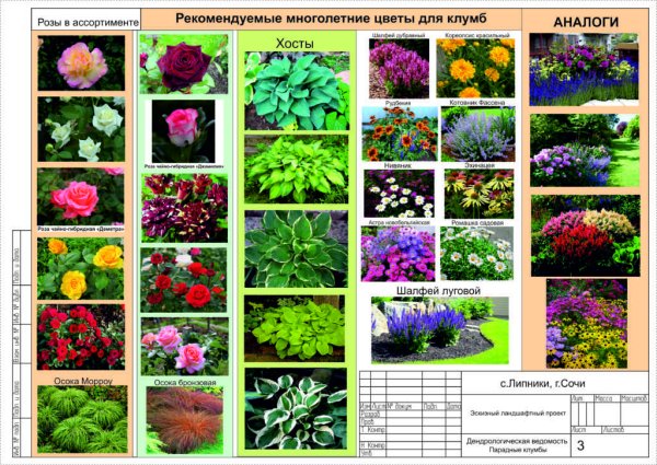 Цветы для клумбыназкания