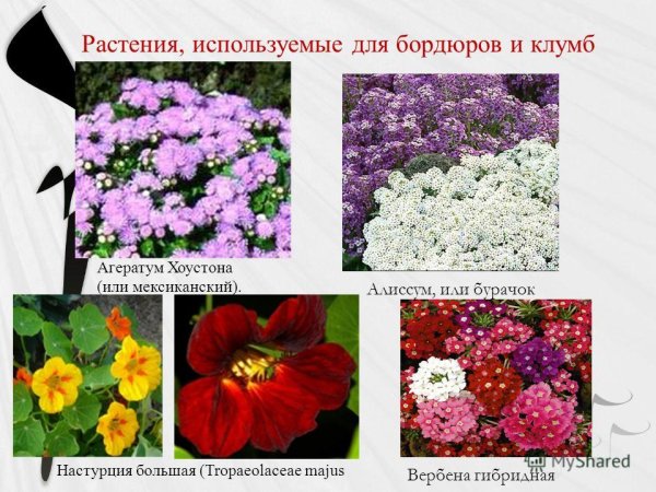 Растения на клумбе названия