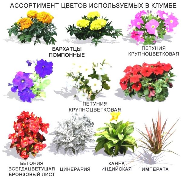 Цветы на клумбе названия