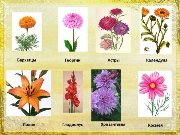Гладиолус космея бархатцы