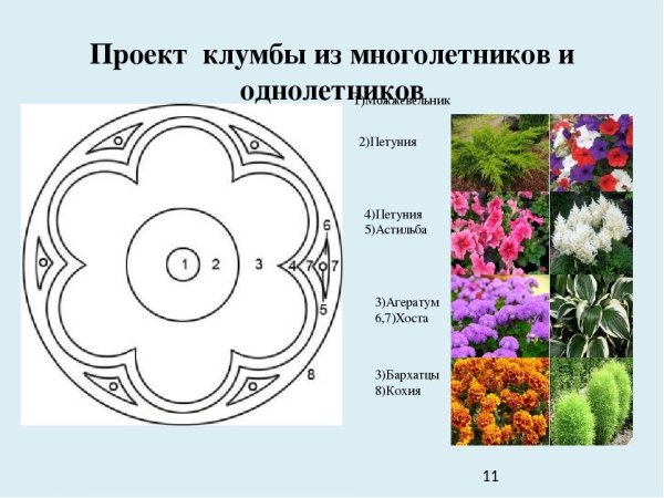 Клумбы из многолетников и однолетников