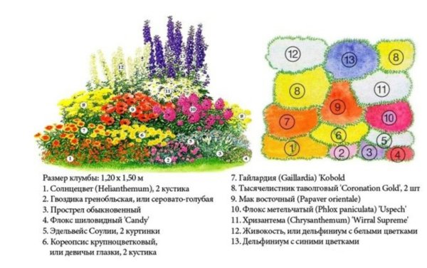 Раноцветущие однолетники