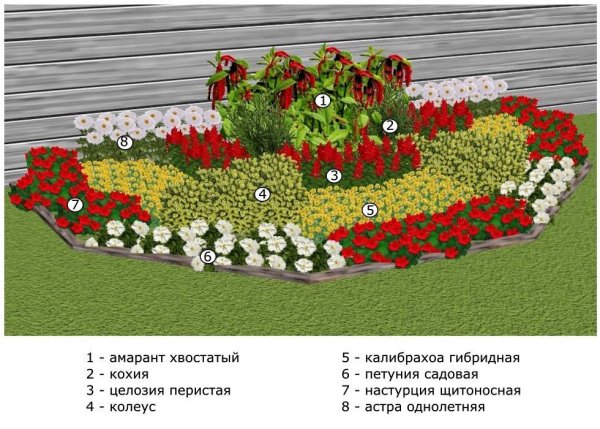 Лилейники и Флоксы на клумбе