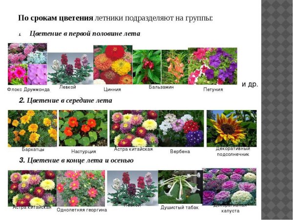 Схема миксбордера непрерывного цветения