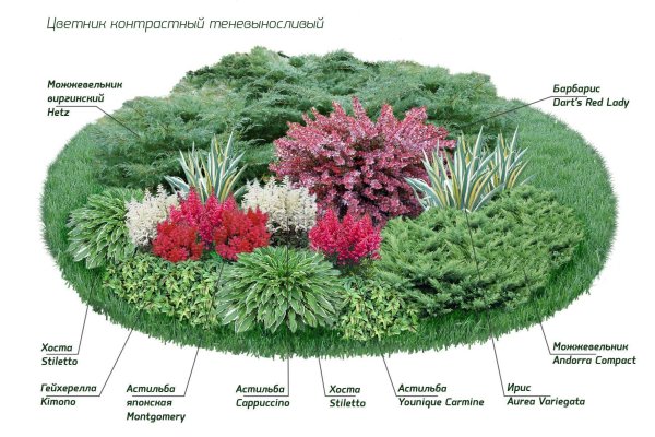 Многолетники для клумбы непрерывного цветения