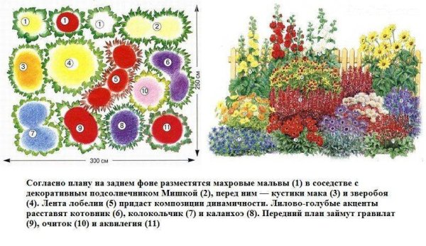 Цветник многолетников непрерывного цветения