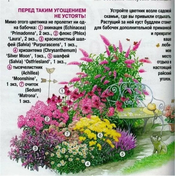 Клумба с колеусом и бархатцами