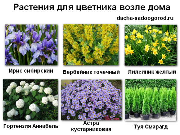 Клумбы миксбордеры схема