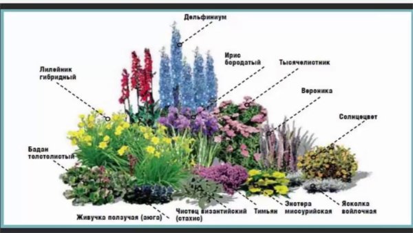 Однолетние декоративные растения