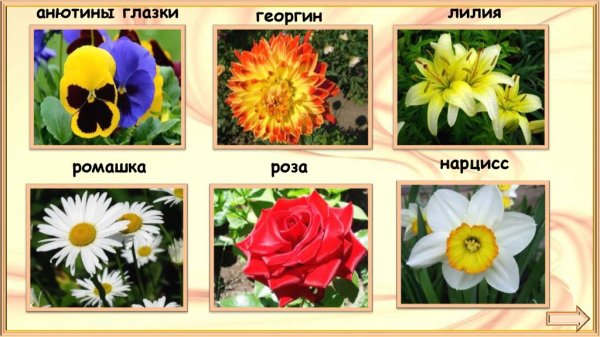 Что растет на клумбе