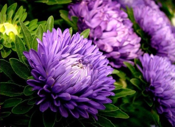 Медаль теща на свадьбу