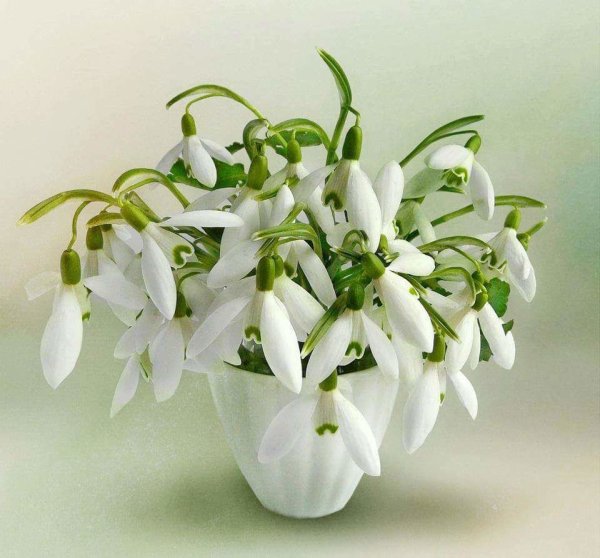 Красивый букет подснежников