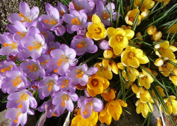 Открытки с днём рождения с весенними цветами