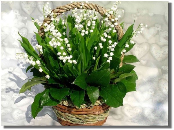 С днем рождения