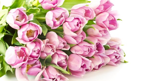 Тюльпаны открытка