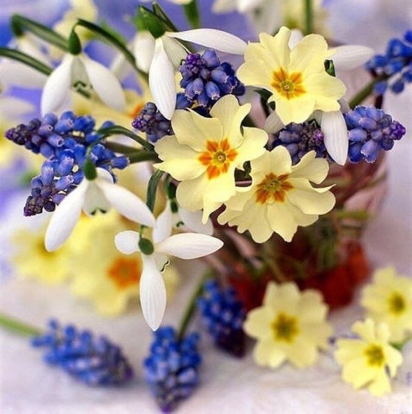 Тюльпаны открытка