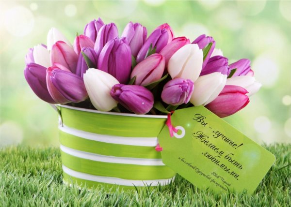 Ирисы открытка