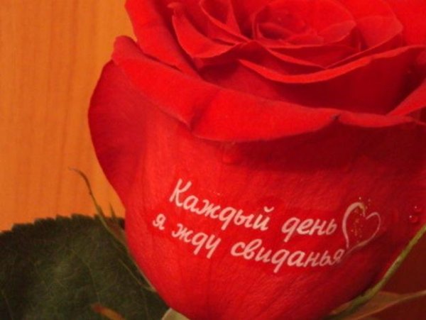 Красивые розы с надписью