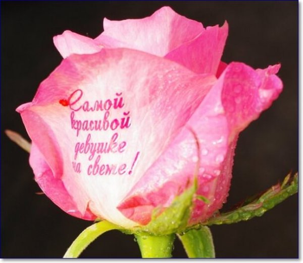 Цветы для любимой с надписями