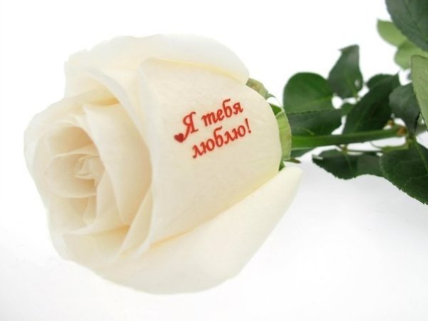 Белые розы для любимой