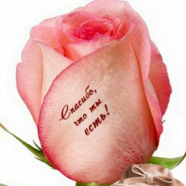 Цветы для любимой с надписями