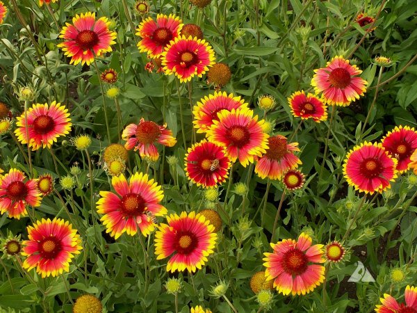 Гайлардия остистая (Gaillardia aristata)