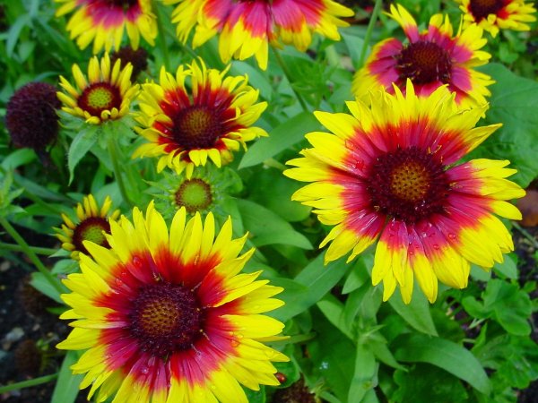 Гайлардия Кобольд