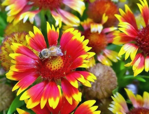 Гайлардия остистая Wirral Flame