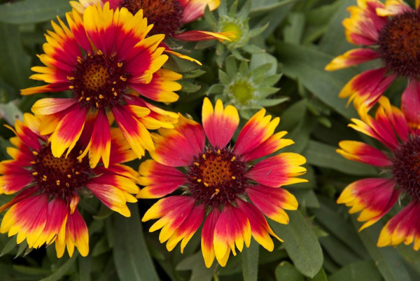 Гайлардия остистая многолетняя