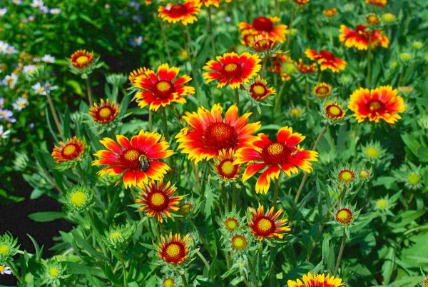 Гайлардия остистая