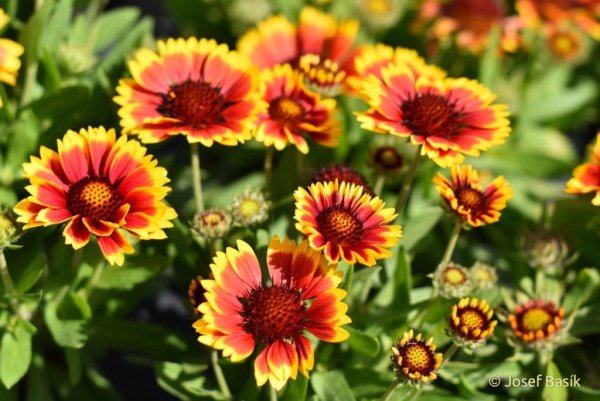 Гелениум kokarde